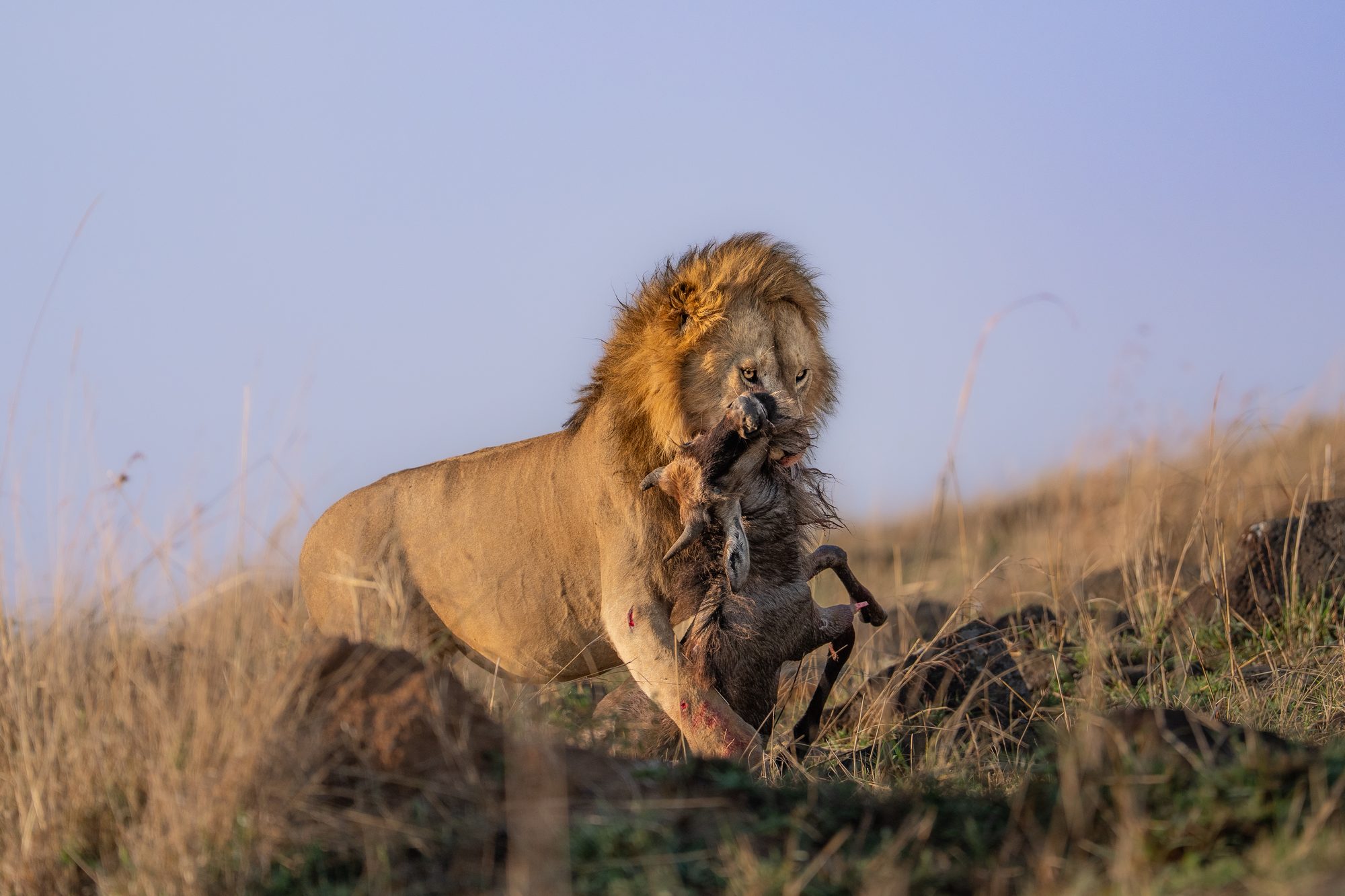 Male lion carrying a wildebeest calf